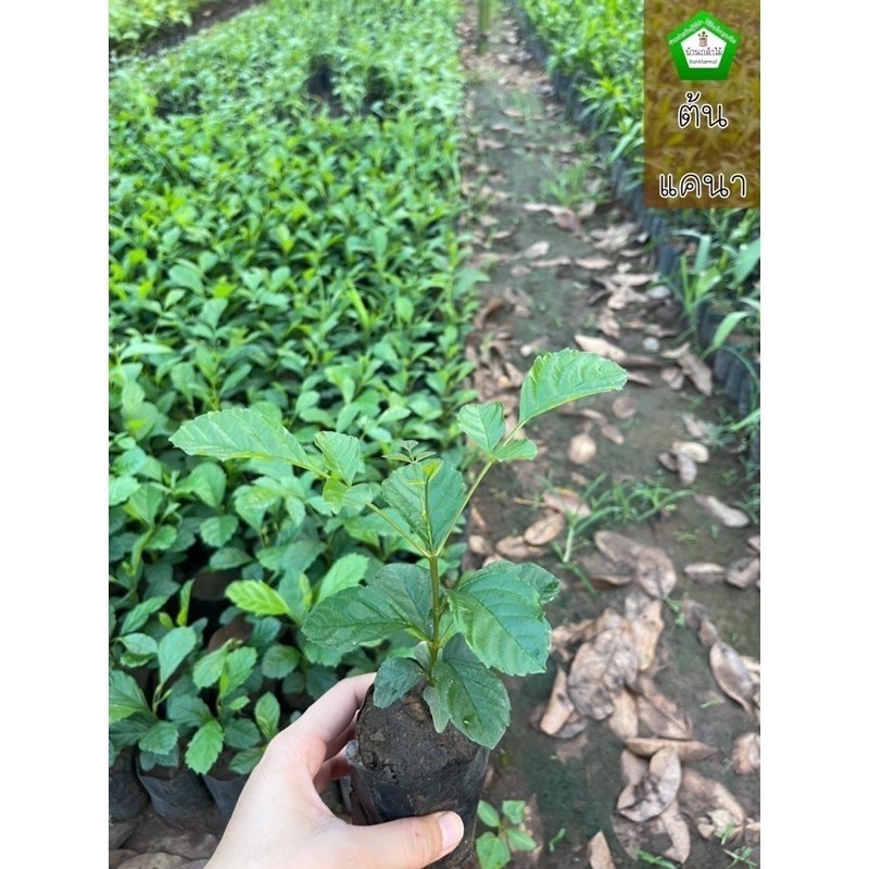 ต้นแคนา 🍃 🎉ต้นแข็งแรง🌿 สินค้าเสียหาย แจ้งทางร้านได้เลยจ้า