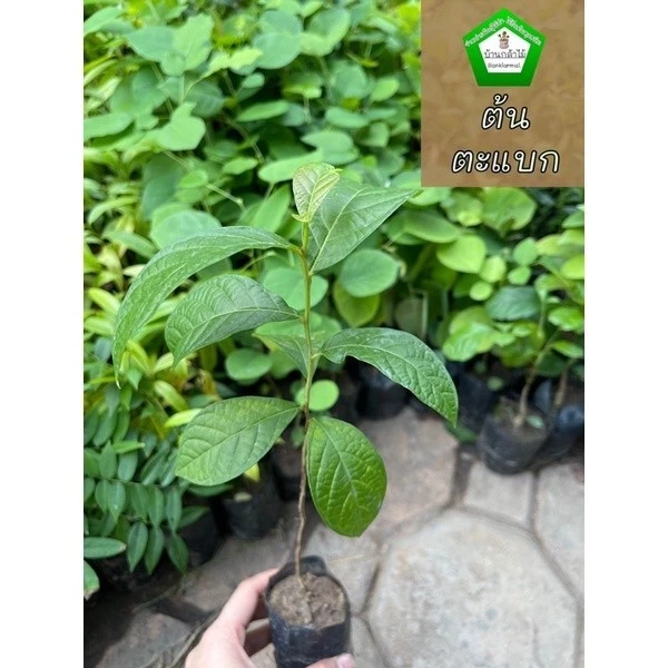 ต้นตะแบก ดอกสีม่วงๆ 💜 ต้นแข็งแรง 🌿 สินค้าเสียหาย แจ้งทางร้านได้เลยจ้า
