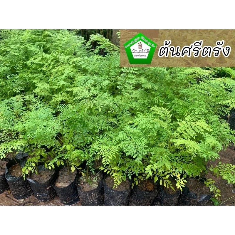 ต้นศรีตรัง ไม้ยืนต้น ดอกสีม่วง 💜🎉ต้นแข็งแรง 🌿 สินค้าเสียหาย แจ้งทางร้านได้เลยจ้า