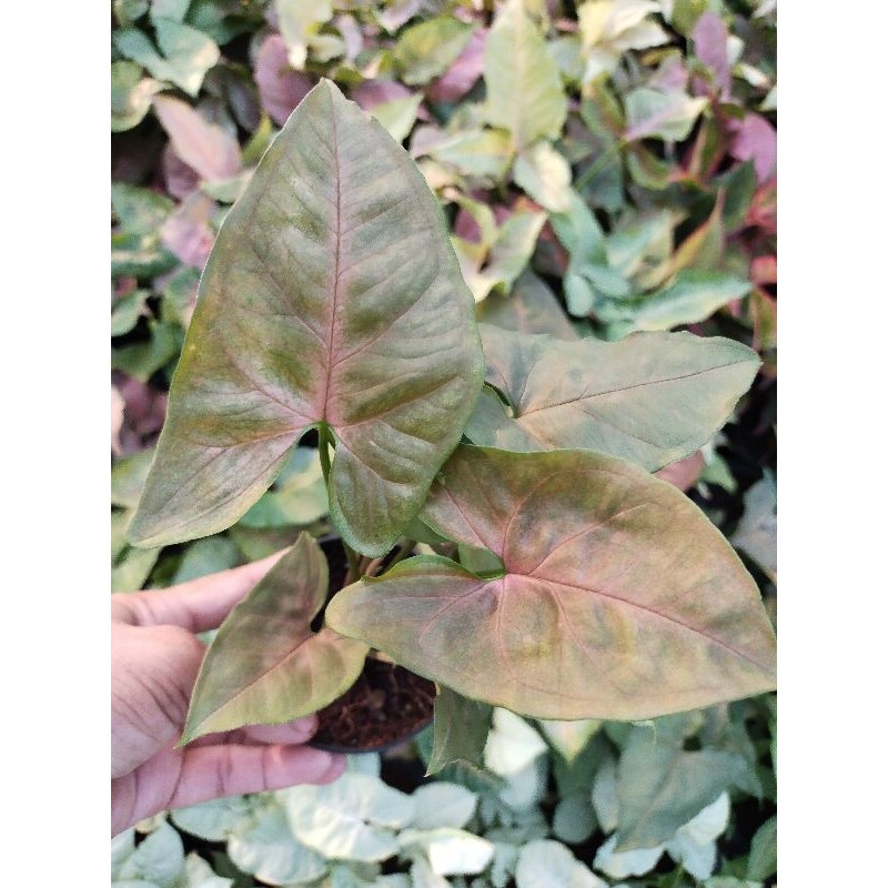 ออมนาค หรือ Syngonium Bronze เป็นไม้มงคล ไม้ฟอกอากาศ