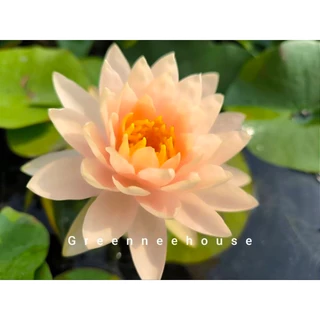 บัวฝรั่งชื่อพีชโกลว์ สีเหลืองครีม สวยดกมากให้ดอกตลอดปี (ร้านโค๊ทคุ้ม+แลกเหรียญ)