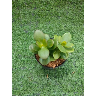 ต้นคลาสซูล่าใบเงิน, ต้นมันนี่ [Crassula Ovata, Money Plant] ไม้มงคลในกระถาง2นิ้ว