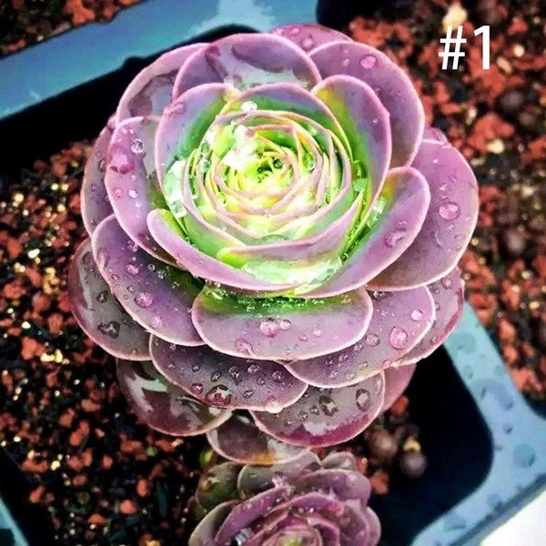 100ชิ้นภูเขากุหลาบ aeonium greenovia เมล็ดพืชฉ่ำดอกไม้เมล็ด