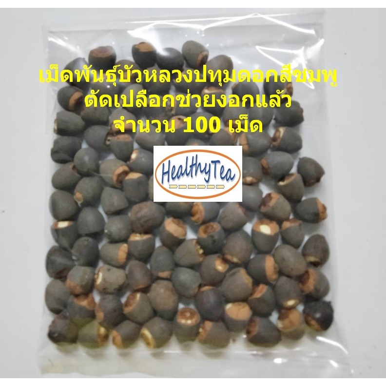 เม็ดพันธุ์บัวหลวง20-100เม็ด บัวหลวงปทุมดอกและฝักใหญ่พิเศษ ตัดเปลือกพร้อมปลูก Giant Pink Sacred Lotus