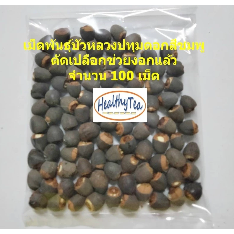เม็ดพันธุ์บัวหลวง20-100เม็ด บัวหลวงปทุมดอกและฝักใหญ่พิเศษ ตัดเปลือกพร้อมปลูก Giant Pink Sacred Lotus
