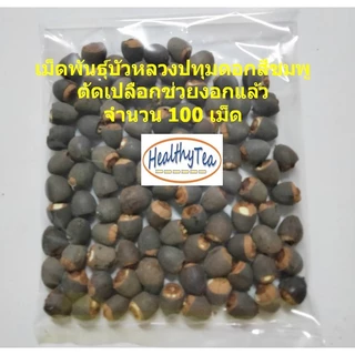 เม็ดพันธุ์บัวหลวง20-100เม็ด บัวหลวงปทุมดอกและฝักใหญ่พิเศษ ตัดเปลือกพร้อมปลูก Giant Pink Sacred Lotus