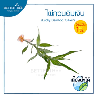 ไผ่กวนอิมเงิน(จำนวน 1 ต้น) ไม้ฟอกอากาศ สามารถปลูกในน้ำได้ ต้นไม้ฟอกอากาศ