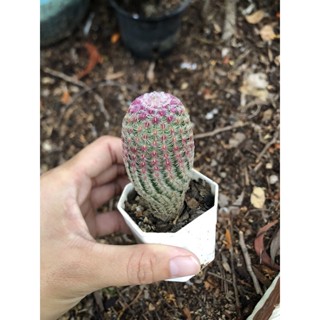 เรนโบว์ ไม้เมล็ด echinocereus