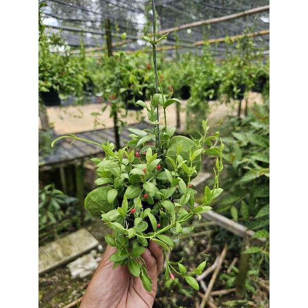 ต้นเดฟกระเป๋า กระถาง 2.5" พร้อมลวดแขวน