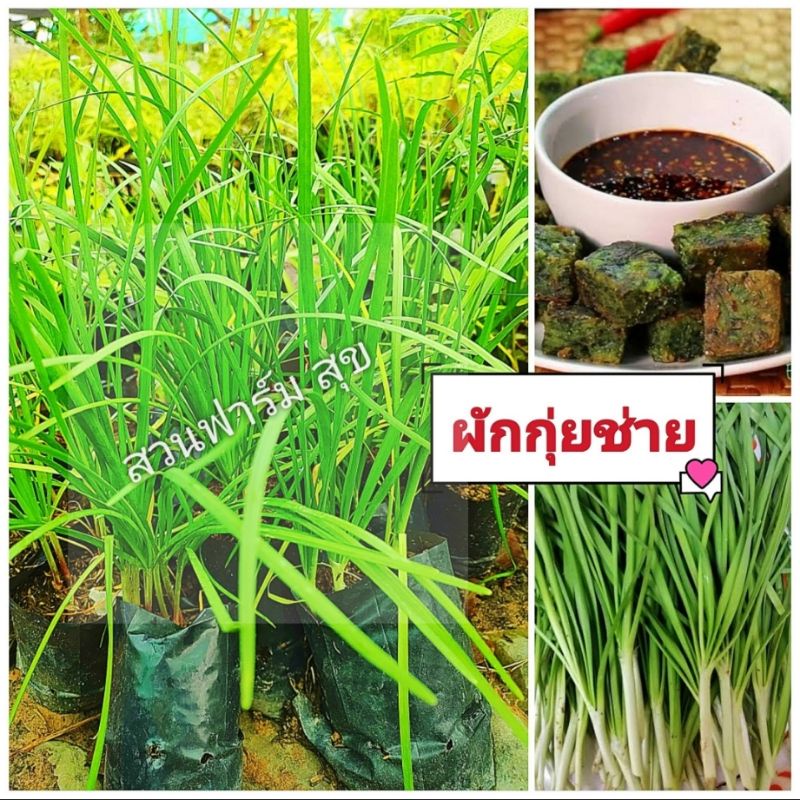 ต้นผักกุ่ยช่าย ,ผักเเป้น ต้นพันธุ์เเข็งเเรงพร้อมปลูก (สินค้าเสียหาย ยินดีเคลมฟรี)