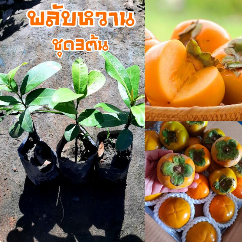 ตันพลับหวาน ชุด3ต้น100บาท พลับรสหวาน สินค้าพร้อมส่ง