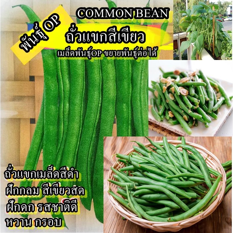 30+ เมล็ด เมล็ดถั่วแขกสีเขียว (ปลูกง่าย ออกฝักดก รสชาติหวานกรอยอร่อย พันธุ์พุ่มไร้ค้าง)