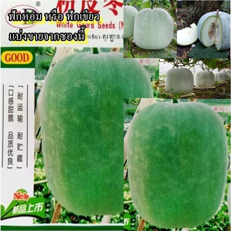 8 เมล็ด เมล็ดฟักหอม หรือ ฟักเขียว (เนื้อแน่น ผลดก น้ำหนักผล 5 ก.ก.ขึ้นไป ผิวเปลือกสีเขียวนวลเหมือนทาแป้ง ทนร้อน)