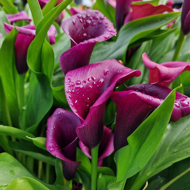1 เหง้า ดอกคาล่าลิลลี่ คาลล่าลิลลี่ Calla Lilies สายพันธุ์ Zantedeschia Purple Blast