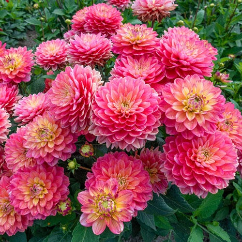 1 เหง้า Dahlia tubers ดอกรักเร่ ดาห์เลีย ต้นเตี้ย ดอกใหญ่ซ้อน สายพันธุ์ Melody Allegro