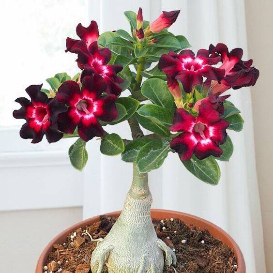 10 เมล็ด ดอกชวนชม Desert Rose Seeds สายพันธุ์ Burgundy Sunrise