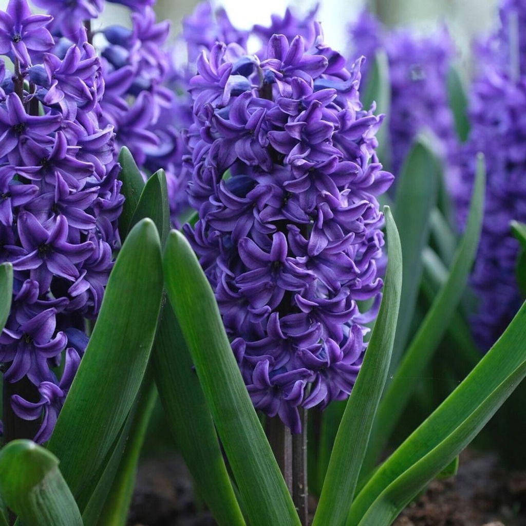 1 หัว ดอกไฮยาซินธ์ (Hyacinth) Bulbs สายพันธุ์ Hyacinth Orientalis Blue Trophy