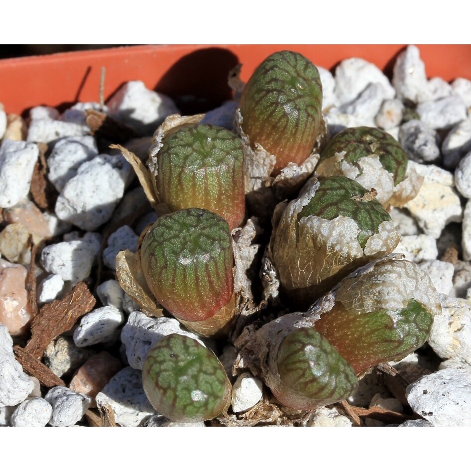 30 เมล็ด โคโนไฟตัม กระบองเพชร ไม้อวบน้ำ กุหลาบหิน แคคตัส Conophytum สายพันธุ์ ectypum ssp brownii ปลูกได้ทุกสภาพอากาศ
