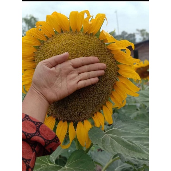 เมล็ดพันธ์ทานตะวันแมมมอธ🌻🌻  บรรจุ 200เมล็ด ดอกใหญ่ ปลูกง่าย โตเร็ว โชว์ดอก🌻🌻🌻🌻