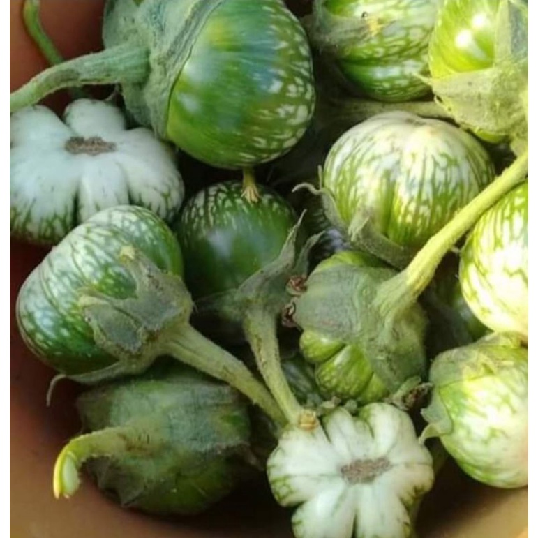 มะเขือจานเขียว1ต้นถุงดำ🌽🥦🥒หายากลูกใหญ่ชิมแล้วจะติดกรอบหวานอร่อย1ต้นลงถุง ผักสวนครัว 🥰🥰🥰💓
