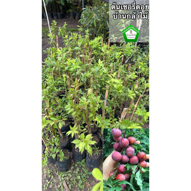 ต้นเชอรี่ดอย ของแท้ 🎉ต้นแข็งแรง 🌿 สินค้าเสียหาย แจ้งทางร้านได้เลยจ้า