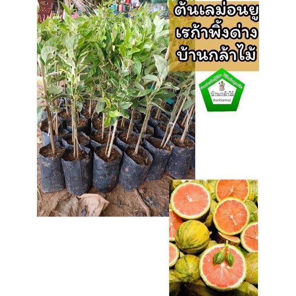 ต้นเลม่อนยูเรก้าพิ้งด่าง แท้100% ต้นแข็งแรง ระหว่างขนส่งสินค้าเสียหาย ทางร้านรับผิดชอบทุกรณีจ้า