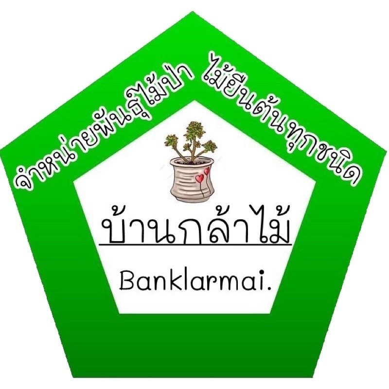 ต้นอโศกสปัน อโศกสะปัน  🎉ต้นแข็งแรง 🌿 สินค้าเสียหาย แจ้งทางร้านได้เลยจ้า - รูปที่ 2