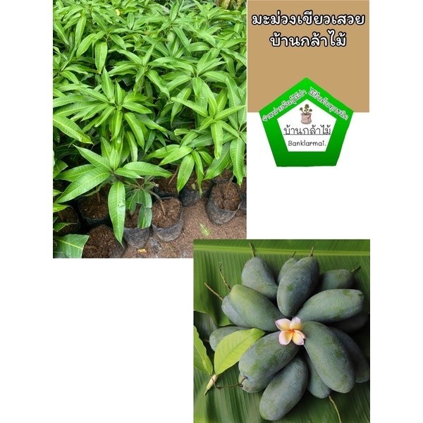 ต้นมะม่วงเขียวเสวย แท้ 100% 🎉ต้นแข็งแรง 🌿 สินค้าเสียหาย แจ้งทางร้านได้เลยจ้า