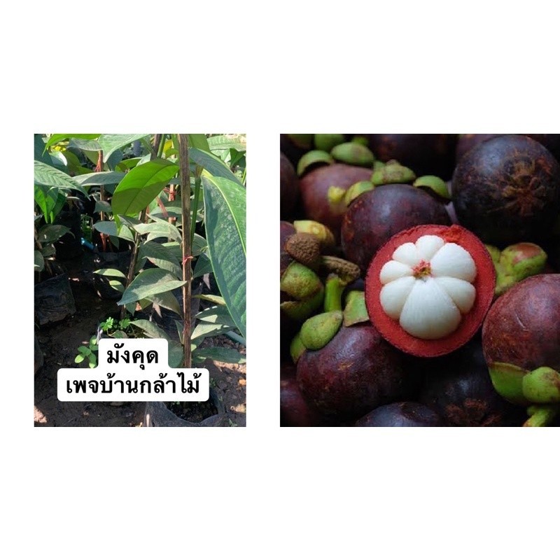 ต้นมังคุด ต้นใหญ่ เก็บผลไว  🎉ต้นแข็งแรง 🌿 สินค้าเสียหาย แจ้งทางร้านได้เลยจ้า