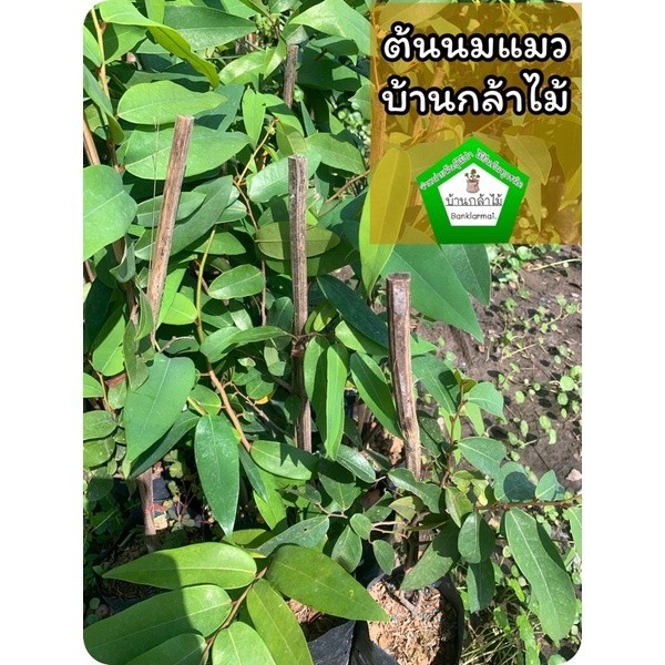 ต้นนมแมว 🎉ต้นแข็งแรง 🌿 สินค้าเสียหาย แจ้งทางร้านได้เลยจ้า