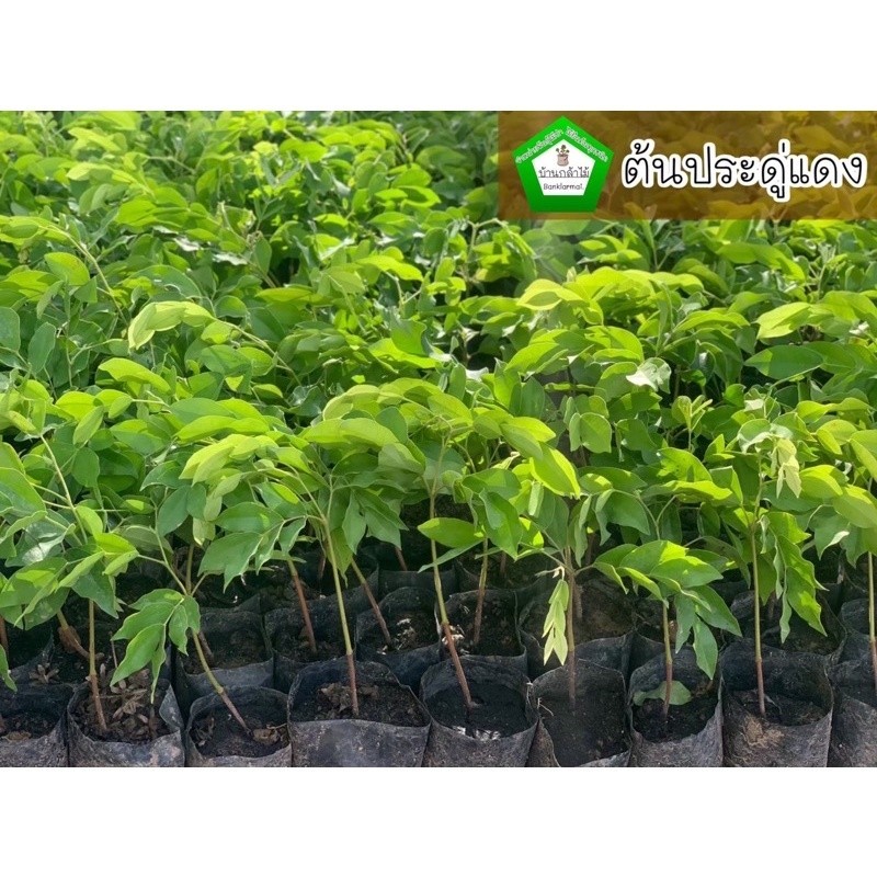 ต้นประดู่แดง ดอกสีแดง ไม้หายาก 🌺 ต้นแข็งแรง 🌿 สินค้าเสียหาย แจ้งทางร้านได้เลยจ้า