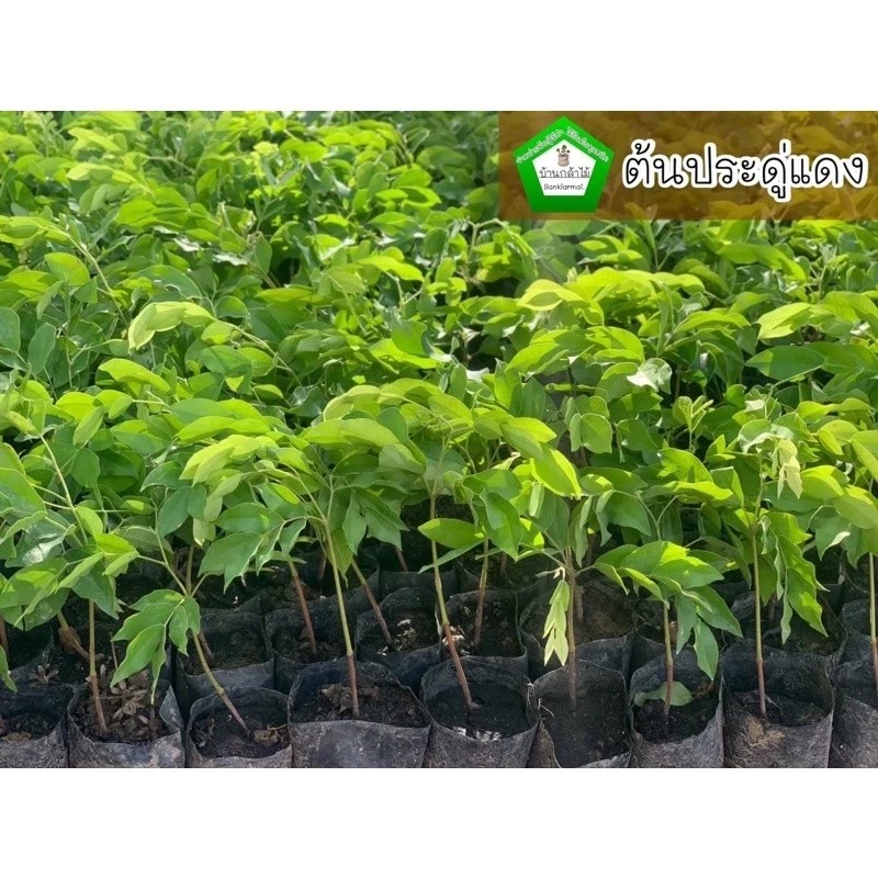 ต้นประดู่แดง ดอกสีแดง ไม้หายาก 🌺 ต้นแข็งแรง 🌿 สินค้าเสียหาย แจ้งทางร้านได้เลยจ้า
