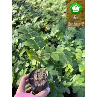 ต้นกัลปพฤกษ์ ไม้ยืนต้น ดอกสีชมพูขาว 🌿 สินค้าเสียหาย แจ้งทางร้านได้เลยจ้า