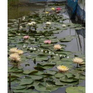 บัวฝรั่งชื่อพีชโกลว์ สีเหลืองครีม สวยดกมากให้ดอกตลอดปี (ร้านโค๊ทคุ้ม+แลกเหรียญ)