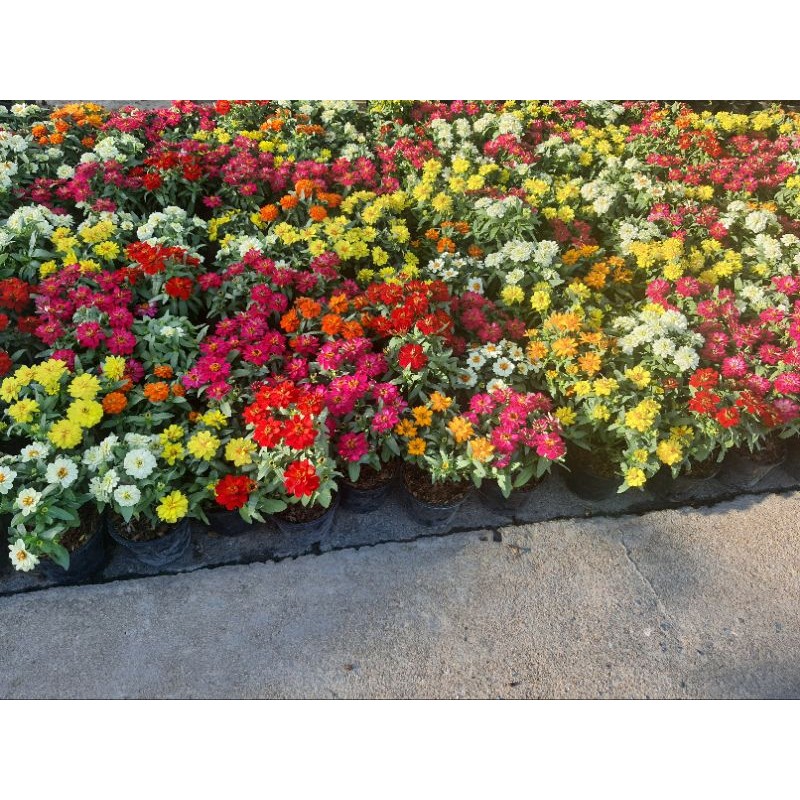 บานชื่นดอกติดทุกต้น สุ่มสี ส่งพร้อมกระถาง5.5นิ้ว
