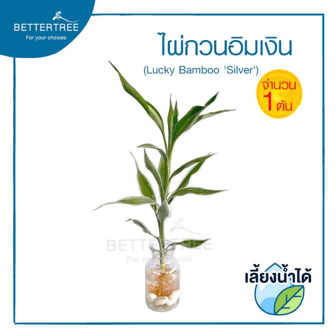 ไผ่กวนอิมเงิน(จำนวน 1 ต้น) ไม้ฟอกอากาศ สามารถปลูกในน้ำได้ ต้นไม้ฟอกอากาศ