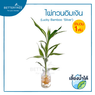ไผ่กวนอิมเงิน(จำนวน 1 ต้น) ไม้ฟอกอากาศ สามารถปลูกในน้ำได้   …
