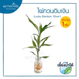 ไผ่กวนอิมเงิน(จำนวน 1 ต้น) ไม้ฟอกอากาศ สามารถปลูกในน้ำได้ ต้นไม้ฟอกอากาศ
