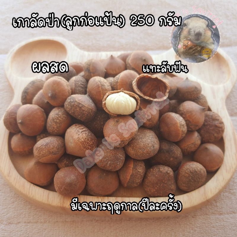 เกาลัดป่า สด [250 กรัม] ลูกกอ ลูกกอแป้น แทะลับฟัน อาหารสัตว์ สำหรับสัตว์ฟันแทะ ของแทะกระรอก กระรอก หนู นกขนาดใหญ่