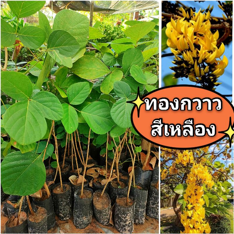 ต้นดอกจาน ต้นทองกวาวดอกสีเหลือง ต้นไม้มงคลดอกสวย ต้นกล้าเเข็งเเรงพร้อมปลูก สินค้าเสียหายยินดีเคลมฟรี