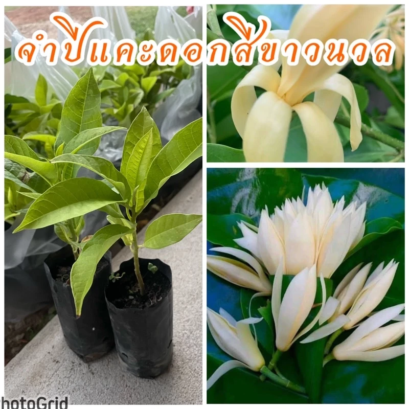 ต้นจำปีแคระ หรือ จำปีจิ๋ว เพาะเมล็ด ดอกสีขาวนวล ดอกมีกลิ่นหอมสามารถปลูกในกระถางได้