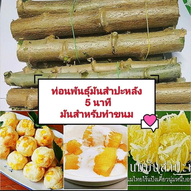 ท่อนพันธุ์มันสำปะหลังเหลือง มันสำปะหลัง5 นาที ชุด 10 ท่อน( เเถมฟรี 3 ท่อน) มันสำหรับทำขนม