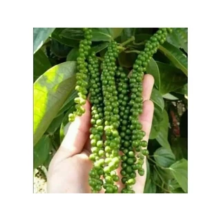 ต้นพริกไทยซีลอน ต้นชำกิ่ง ติดผลดก ขนาดต้น 60ซม. พวงยาว เม็ดดก ปลูกได้ทุกพื้นที่ทุกสภาพดิน