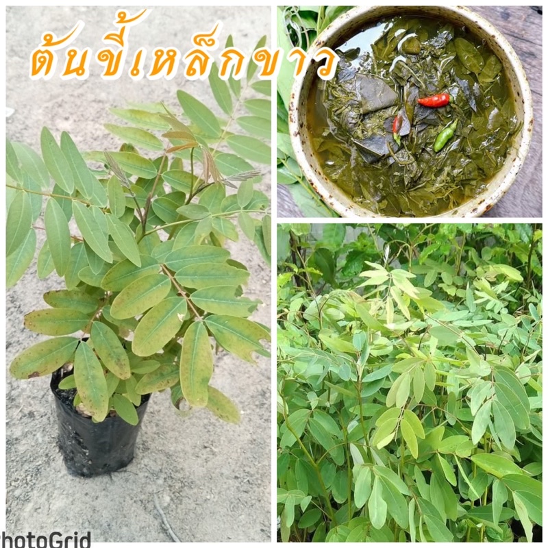 ต้นขี้เหล็ก (4ต้น100บาท) นิยมกินดอกอ่อน ยอดอ่อน รสชาติขมเล็กน้อย
