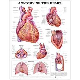 Anatomy of Heart (Poster) Yr:2004 ISBN:9781587798436