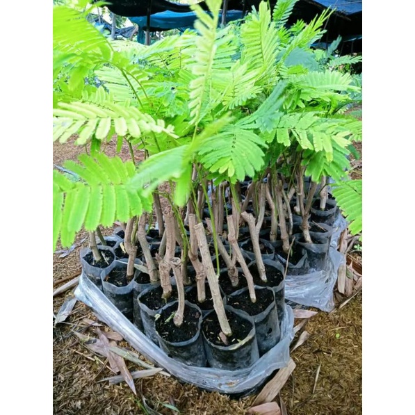 ชะอมไร้หนาม1ชุด10ต้นหรือหนามน้อยนิยม🪴ปักชำตัดยอดทานขายสร้างรายได้💓ปักชำแตกใบมีจำกัด