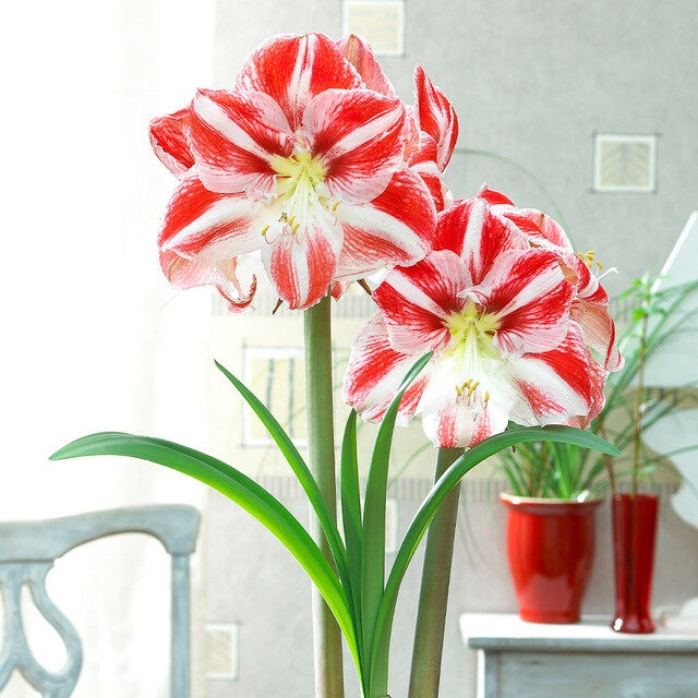 1 หัว ว่านสี่ทิศ Amaryllis Bulb ออกดอกพร้อมกันได้ทั้ง 4 ดอก หรือ 4 ทิศ สายพันธุ์ Amaryllis Clown