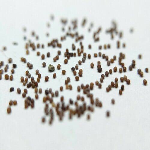 100 เมล็ดพันธุ์ พิทูเนีย (Petunia) สายพันธุ์ Carpet ดอกสีแดง - รูปที่ 2