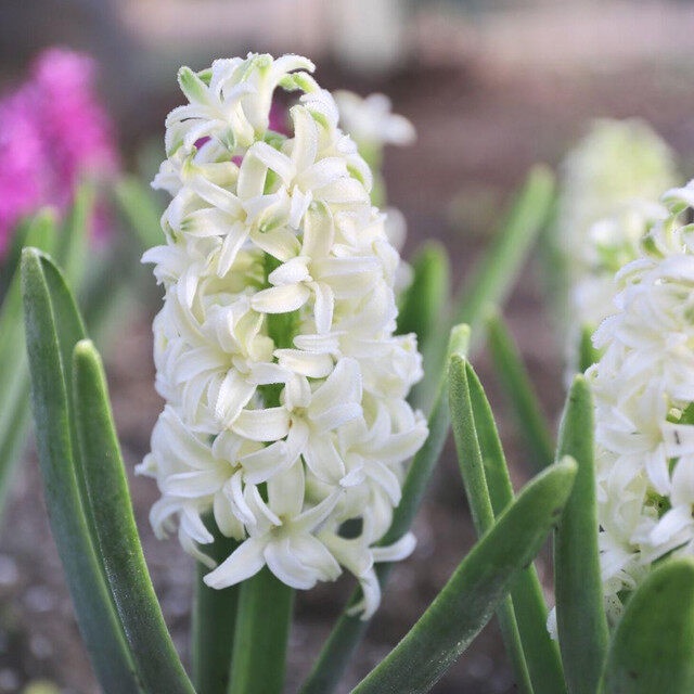 1 หัว ดอกไฮยาซินธ์ (Hyacinth) Bulbs สายพันธุ์ Hyacinth Orientalis Aiolos