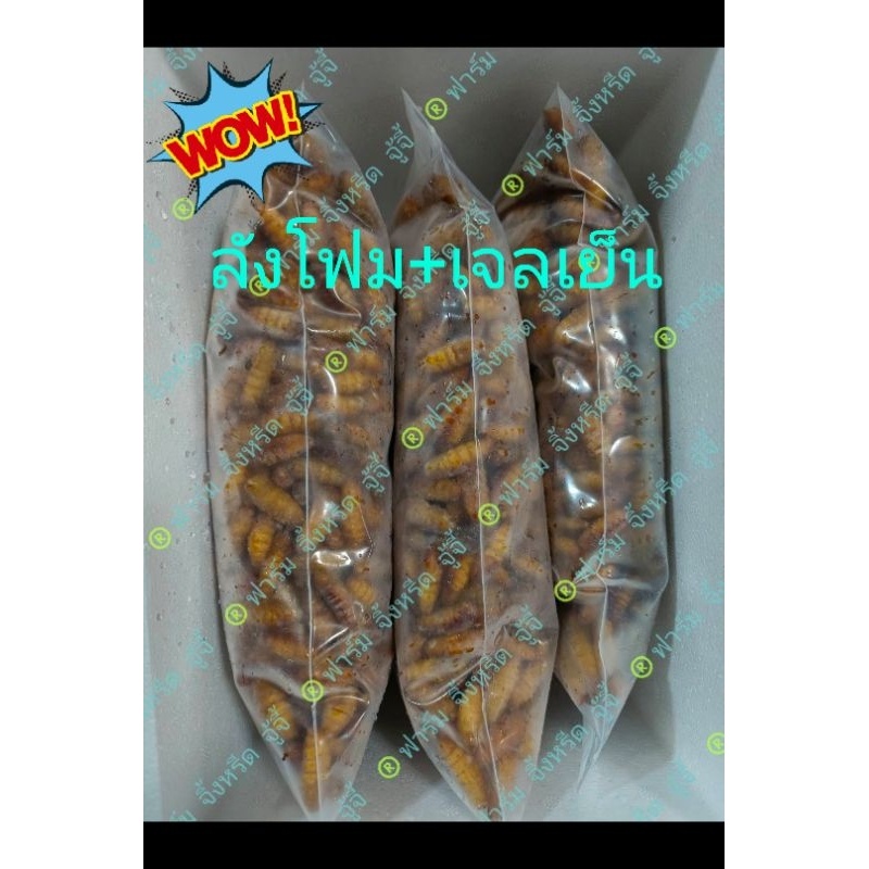 Big Pack!! บรรจุ​ 3 ก.ก.​หนอนไหม​ ดักแด้ แช่แข็ง​ จัดส่งด้วยกล่องโฟมเก็บความเย็น ​ สดๆใหม่​